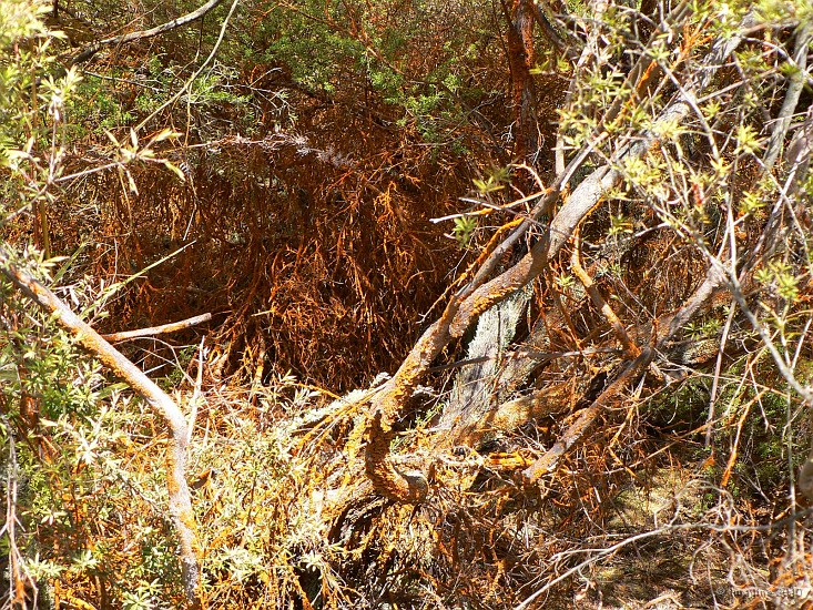 6.37- La vegetation recouverte par l'algue trentepholia prend une couleur orange.JPG